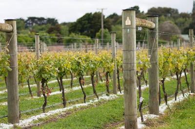 Ohau Wines extends crushed glass trial
