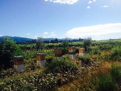 Biodiversity and honey
